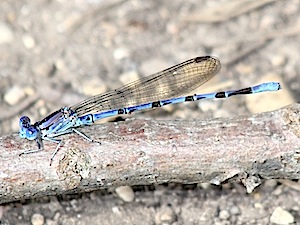 Springwater Dancer - Argia plana